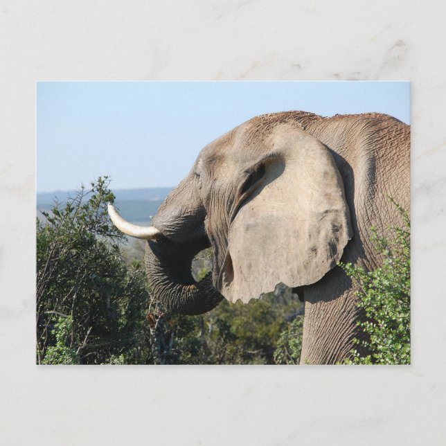 Carte Postale Végétation alimentaire des éléphants sauvages, Afr (Devant)