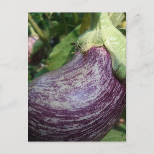 Carte Postale Veggie d'aubergine (Devant)