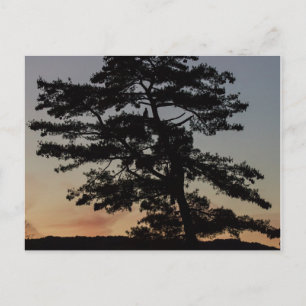 Carte Postale Veille du coucher du soleil