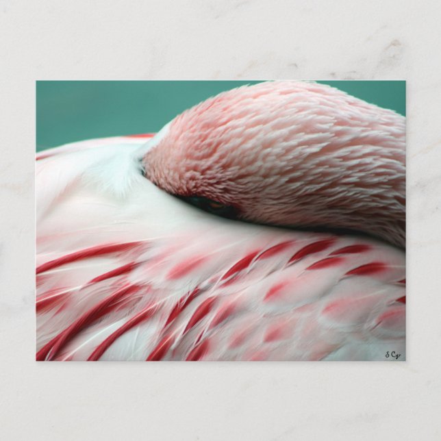 Carte Postale Veille rapide (Devant)