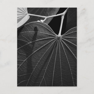 Carte Postale Veines d'une feuille