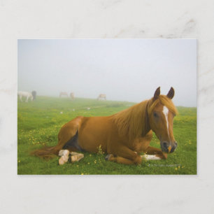 Carte Postale veneto italie 2