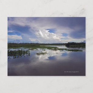 Carte Postale Venezuela, Delta Amacuro, Delta de l'Orinoco