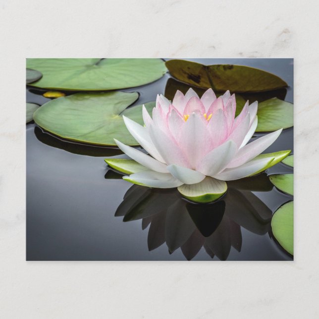 Carte Postale Vent d'eau rose floral photo (Devant)