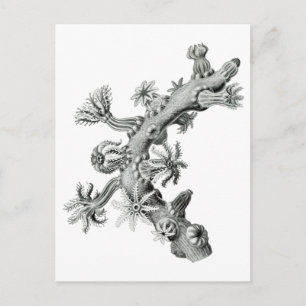 Carte Postale Ventilateur de mer