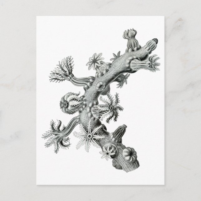 Carte Postale Ventilateur de mer (Devant)