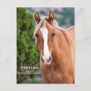 Carte postale Ventura