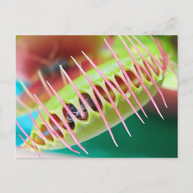 Carte Postale Vénus Flytrap (Devant)
