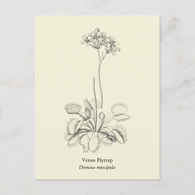 Carte Postale Vénus Flytrap, Plante carnivore (Devant)
