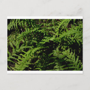 Carte Postale verdure botanique Forêt Plancher Fermes