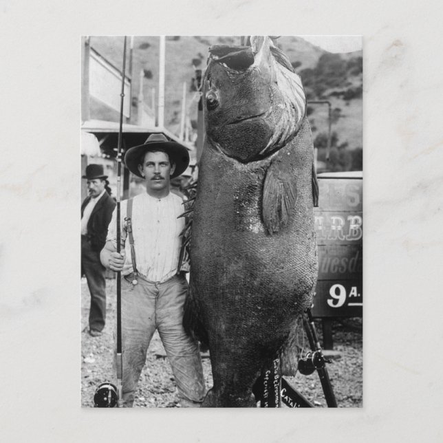 Carte Postale Véritable Big Fish, début des années 1900 (Devant)