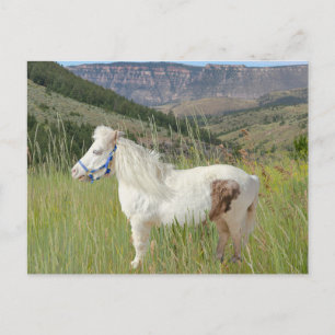 Carte Postale Véritable Cheval Miniature en montagne beauté herb