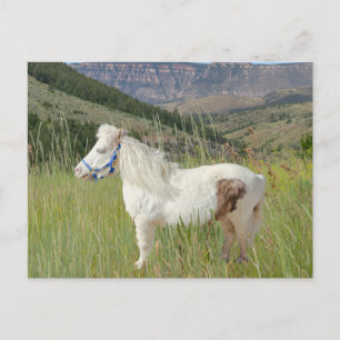 Carte Postale Véritable Cheval Miniature en montagne souhait