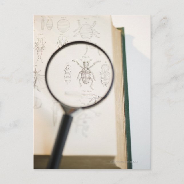 Carte Postale Verre retentissant sur le livre montrant des insec (Devant)