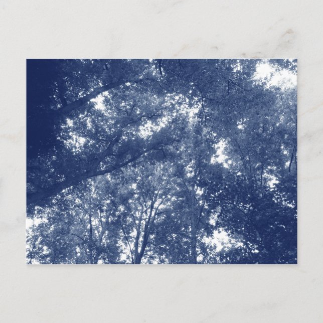 Carte Postale Vers le haut dans les arbres - Effet Cyanotype (Devant)