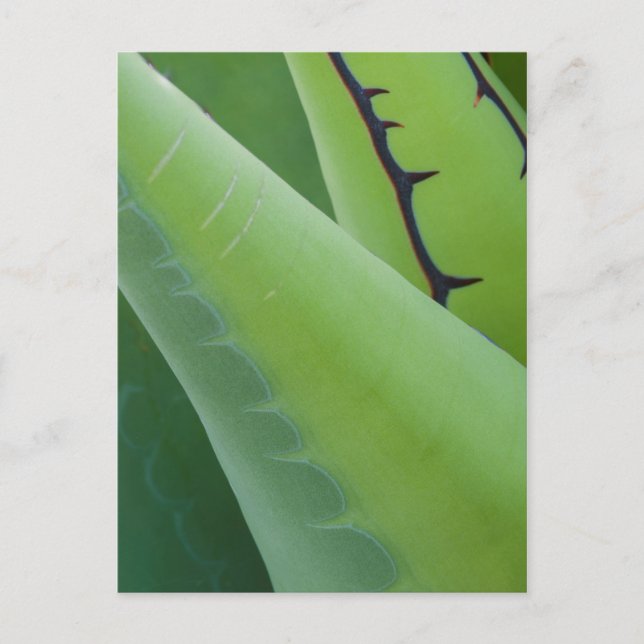 Carte Postale Vers Le Haut De L'Agave (Devant)