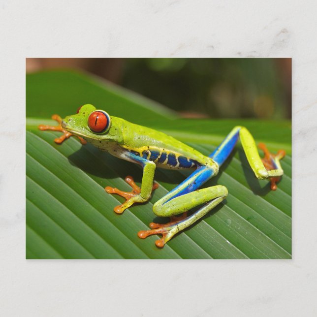 Carte Postale Vert clair (Devant)