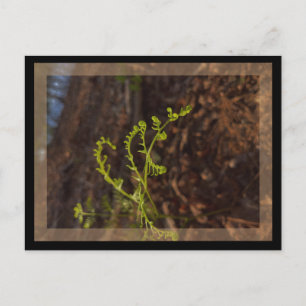Carte Postale vert de printemps 