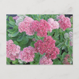 Carte Postale Vert de rose d'usine de jardin de floraison de