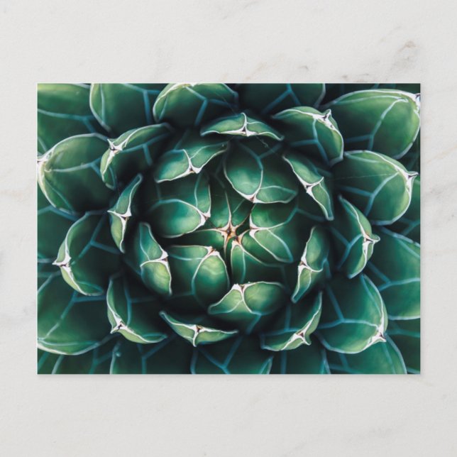 Carte Postale Vert et blanc Succulent (Devant)