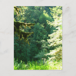 Carte Postale Vert et vert