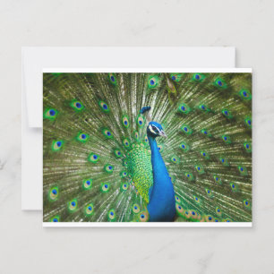 Carte Postale Vert Peacock/bleu