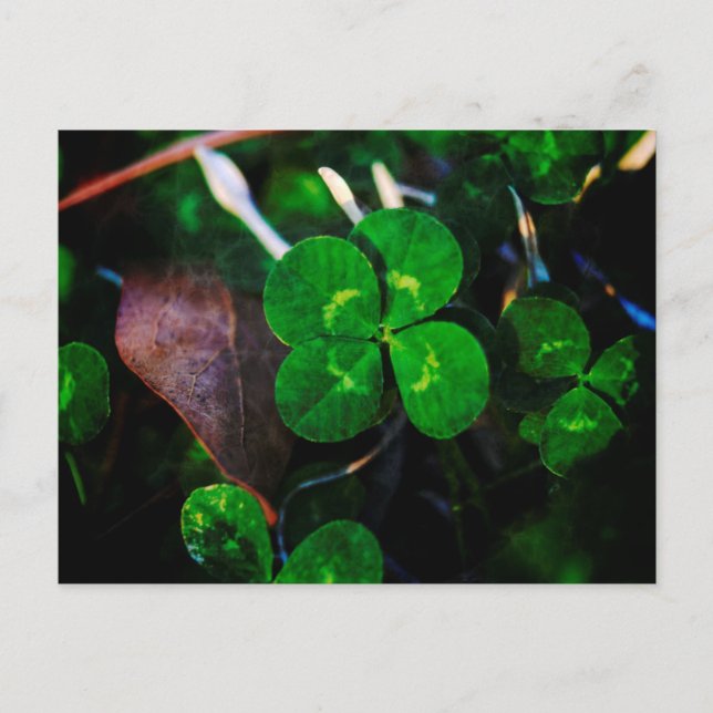 Carte Postale Vert quatre feuilles Clover Lucky (Devant)