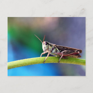 Carte Postale Vert vif