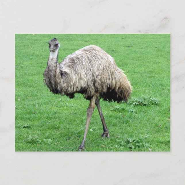 carte postale verte d'émeu (Devant)