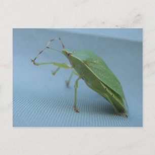 Carte postale verte d'insecte de puanteur
