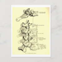 Vertèbres vintages de l'anatomie |