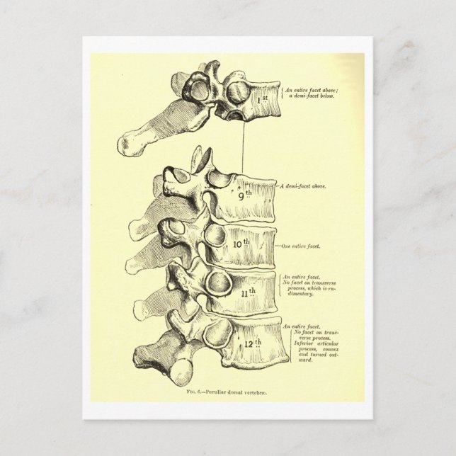 Carte Postale Vertèbres vintages de l'anatomie | (Devant)