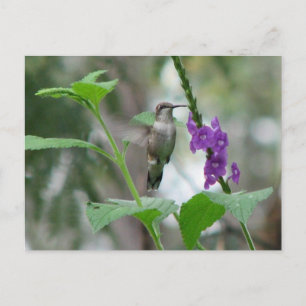 Carte postale Vervain à gorge rubis