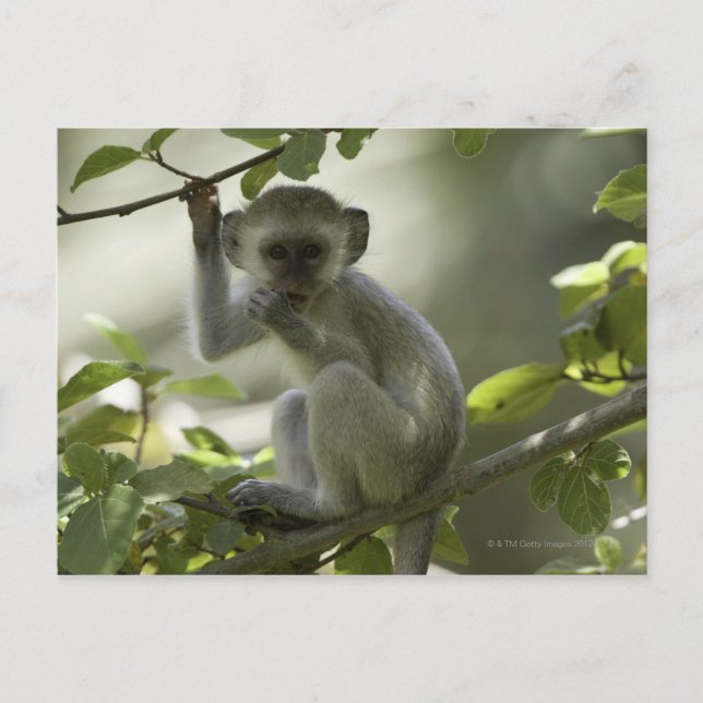 Carte Postale Vervet Monkey, Zimbabwe (Devant)