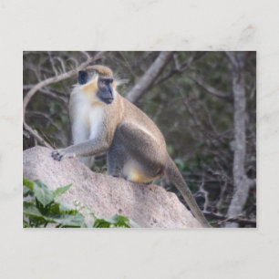 Carte Postale Vervet vert Singe Nevis, Antilles