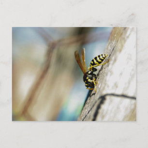 Carte postale Veste Jaune