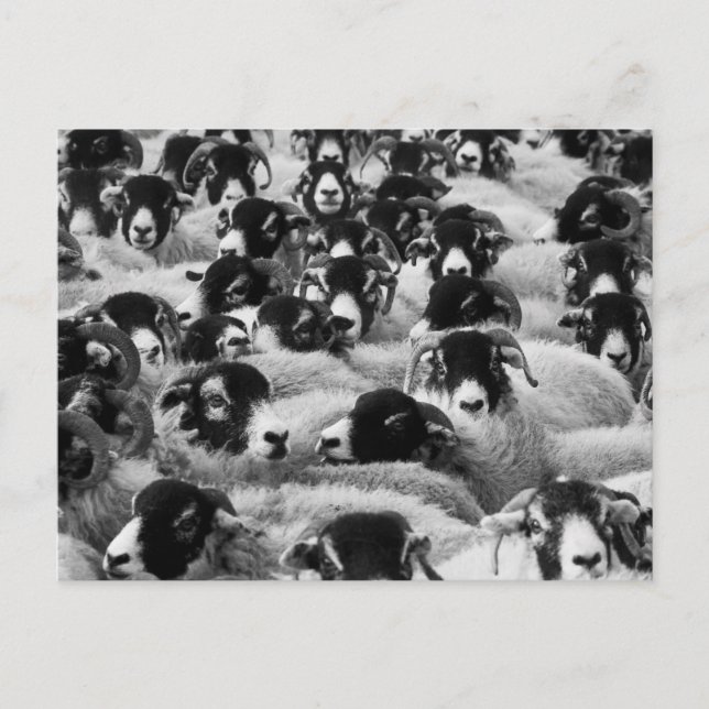 Carte Postale Vestige de mouton noir et blanc (Devant)