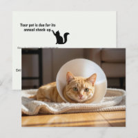 Vétérinaire Chatte Rousse Portant un Cône de la Ho