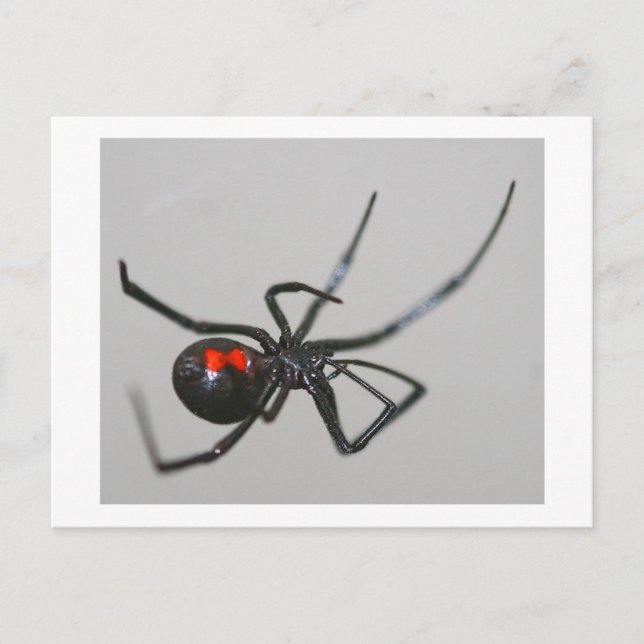 Carte Postale Veuve noire (Devant)