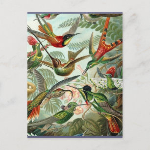 Carte Postale Vibrant colibri Vintage art exotique tropical