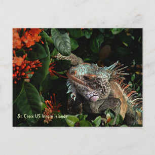 Carte postale vibrante Iguana, Îles Vierges améric
