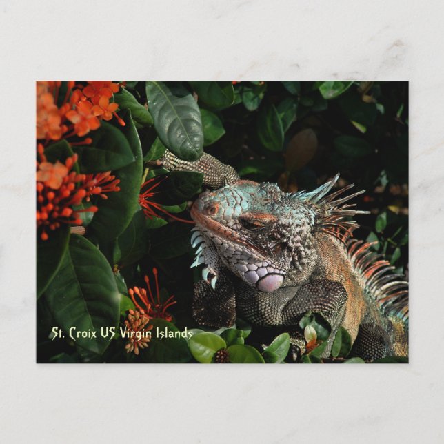 Carte postale vibrante Iguana, Îles Vierges améric (Devant)