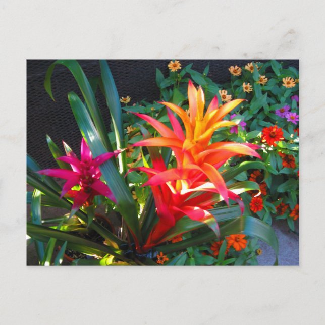 Carte Postale Vibration (Devant)