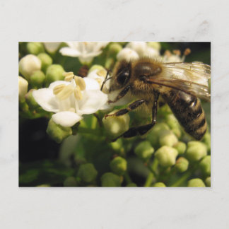 Carte Postale Viburnum