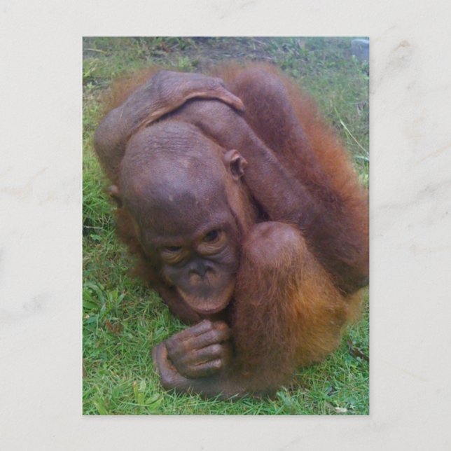 Carte Postale Victimes du commerce illégal de animaux de compagn (Devant)