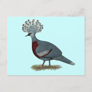 Carte Postale Victoria Crowne Pigeon