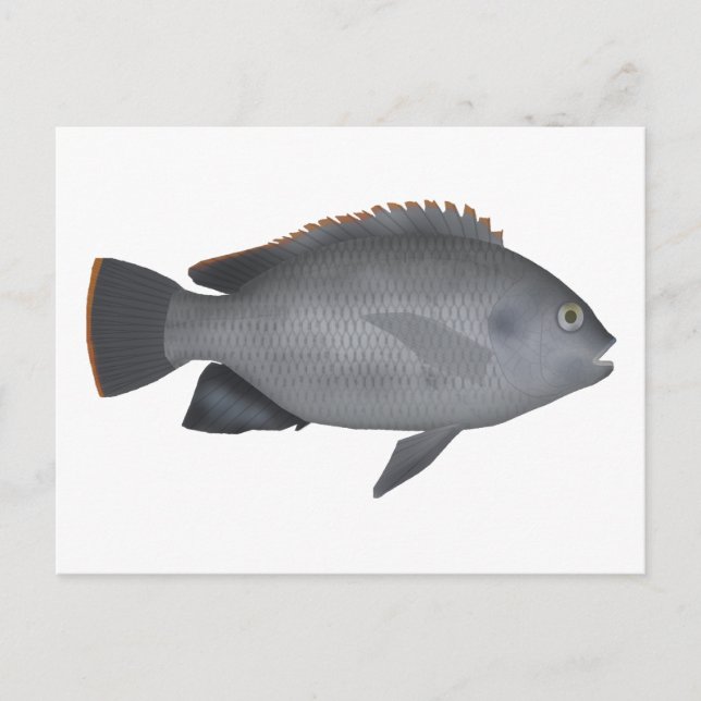 Carte Postale Victoria Tilapia (Devant)