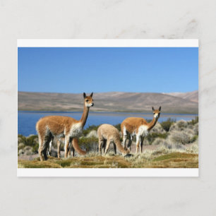 Carte Postale Vicuna dans le Parc National de Lauca, Chili