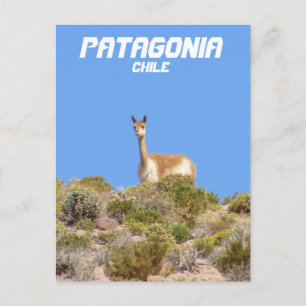Carte Postale Vicuna Patagonia, Chile Postcard - Vertical
