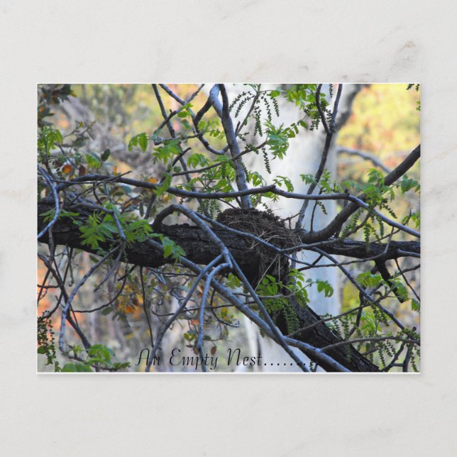 Carte postale vide de nid (Devant)